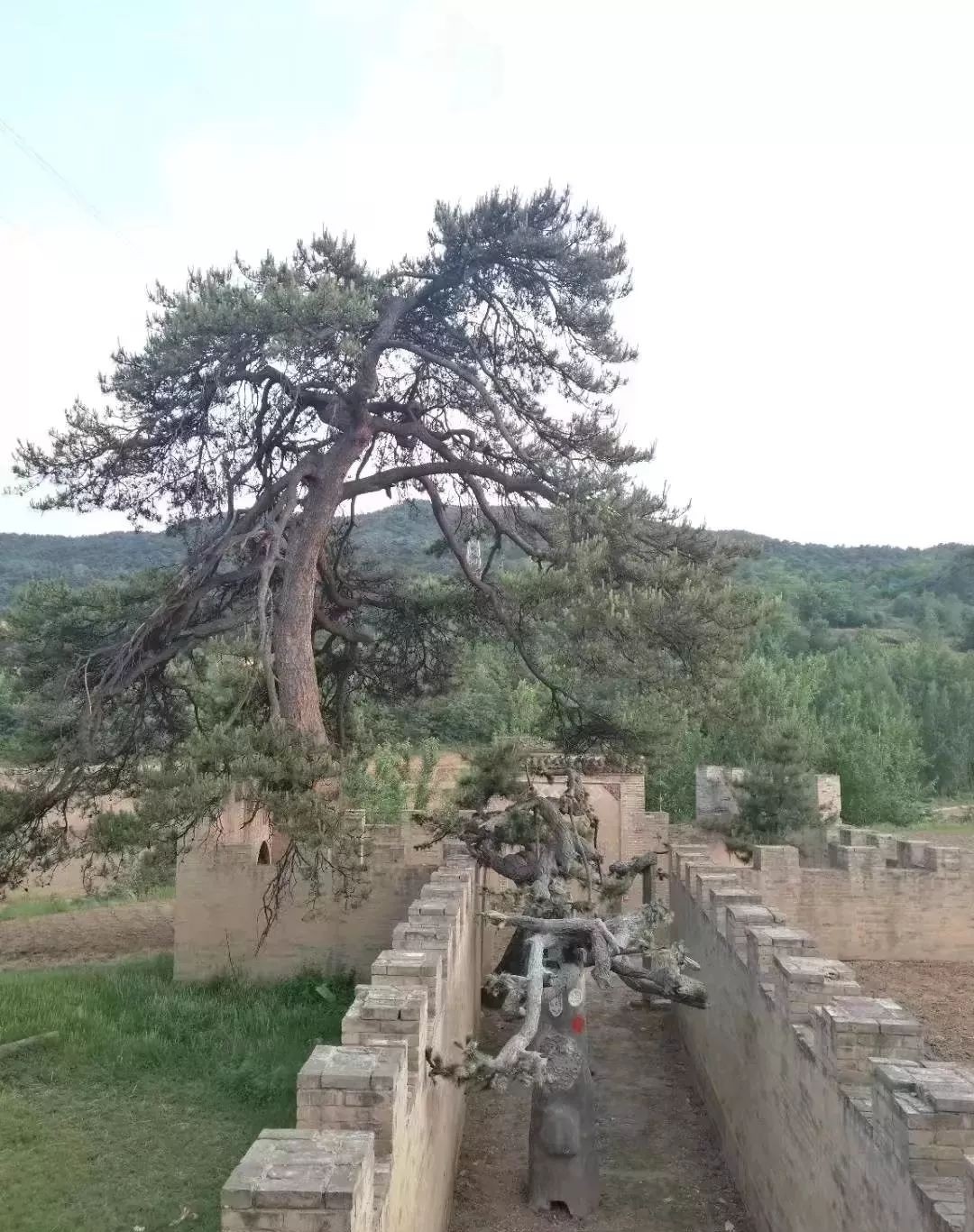 高平寺庄疙瘩老爷庙的千年松高平宋家岭和泽州大阳古镇的龙松陵川北