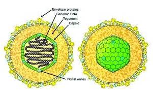 eb病毒结构示意图图片