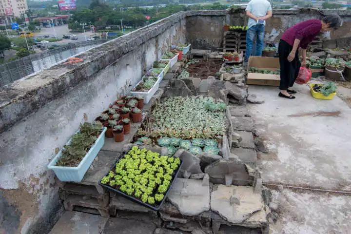 天台的垃圾,黃土,爛盆子都被我們收集或者利用起來了.