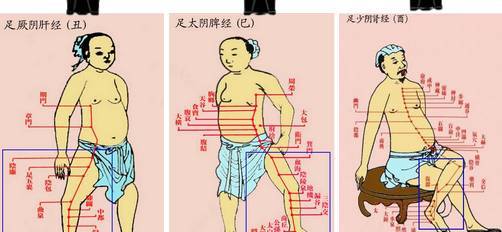 小腿内侧对应的器官图图片