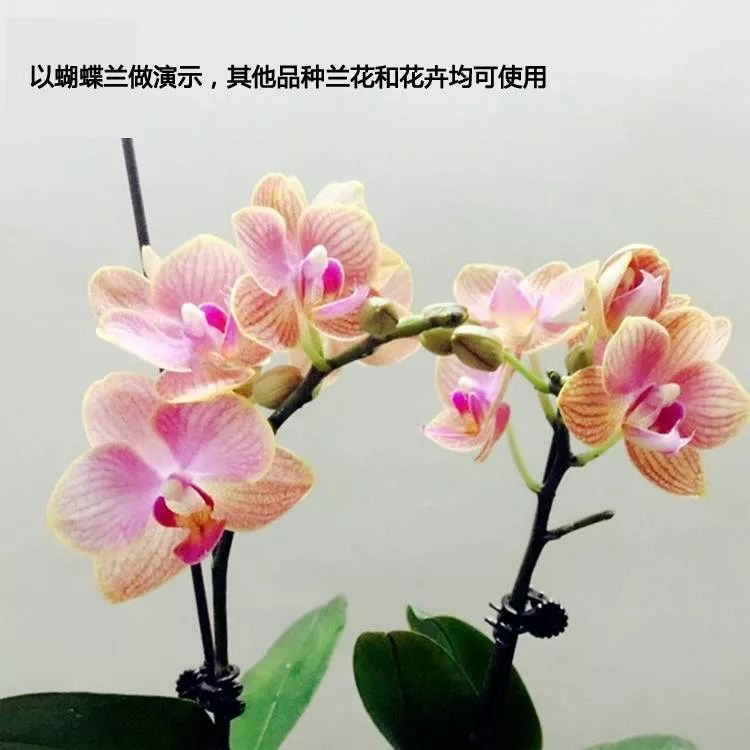 8*2cm;顏色:黑色;用於蘭花和蝴蝶蘭等綠植,花卉造型及蘭抽梗定型用