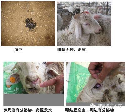 养羊户注意近期多地爆发羊小反刍兽疫疫情