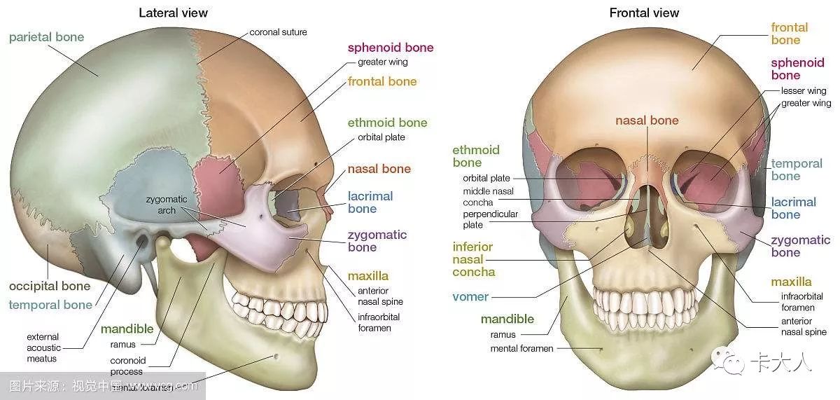 sphenoid bone图片