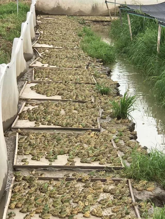 华西雨蛙饲养环境图片