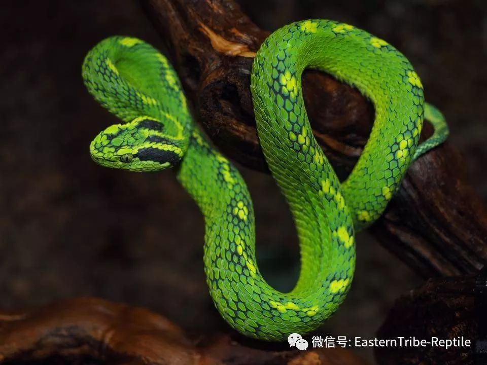 长70~100cm,鳞片底色为鲜绿色背部到尾部覆盖一些镶上黑边的黄色花纹