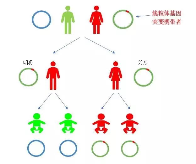 咱們再來看看線粒體遺傳的方式是怎樣的:佔遺傳性聽力損失比例不足1%