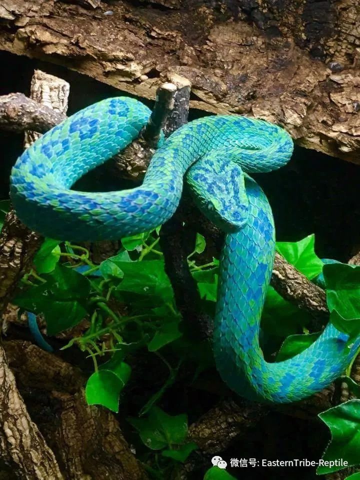 乌青色的蛇图片