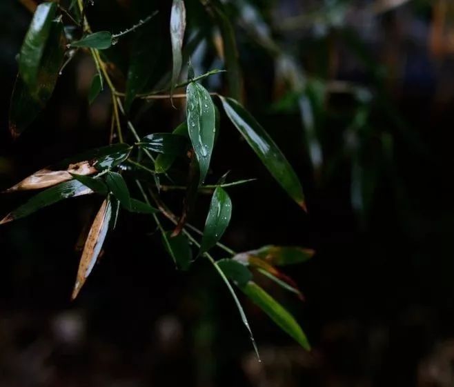 茵茵的竹林裡,恍似那一闕闕竹詞清韻,越過唐宋年華,而屬於清幽的綠竹