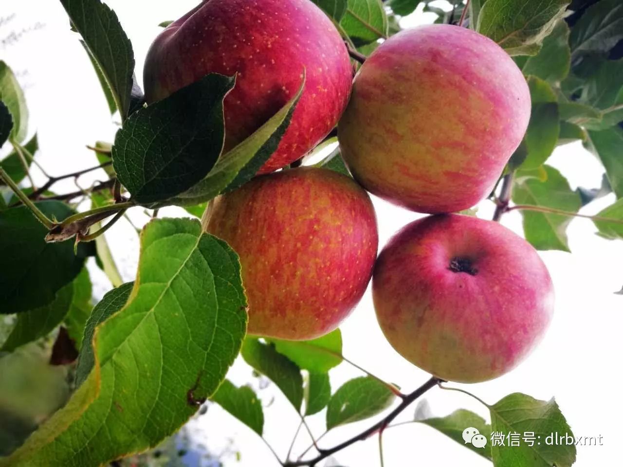 漾濞李家庄的苹果熟啦!香甜苹果挂满枝