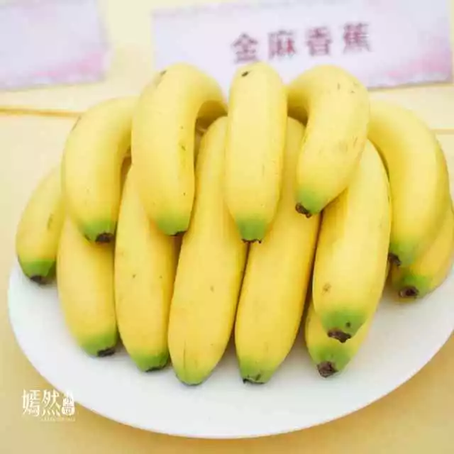 东莞麻涌香蕉图片