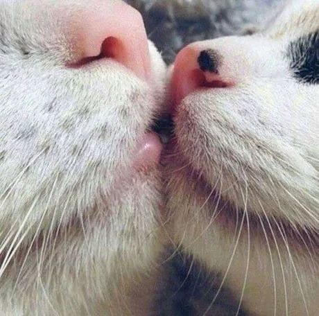 两只小猫亲吻图片