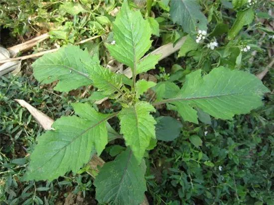 革命菜又叫野茼蒿,是海南中部五指山區常年生的野菜.