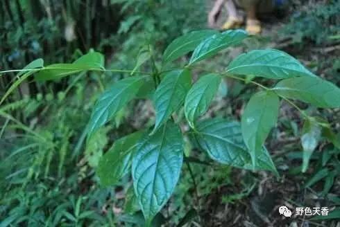 來源較多商品主要有鉤藤和華鉤藤兩類別名勾藤勾勾釣鉤藤