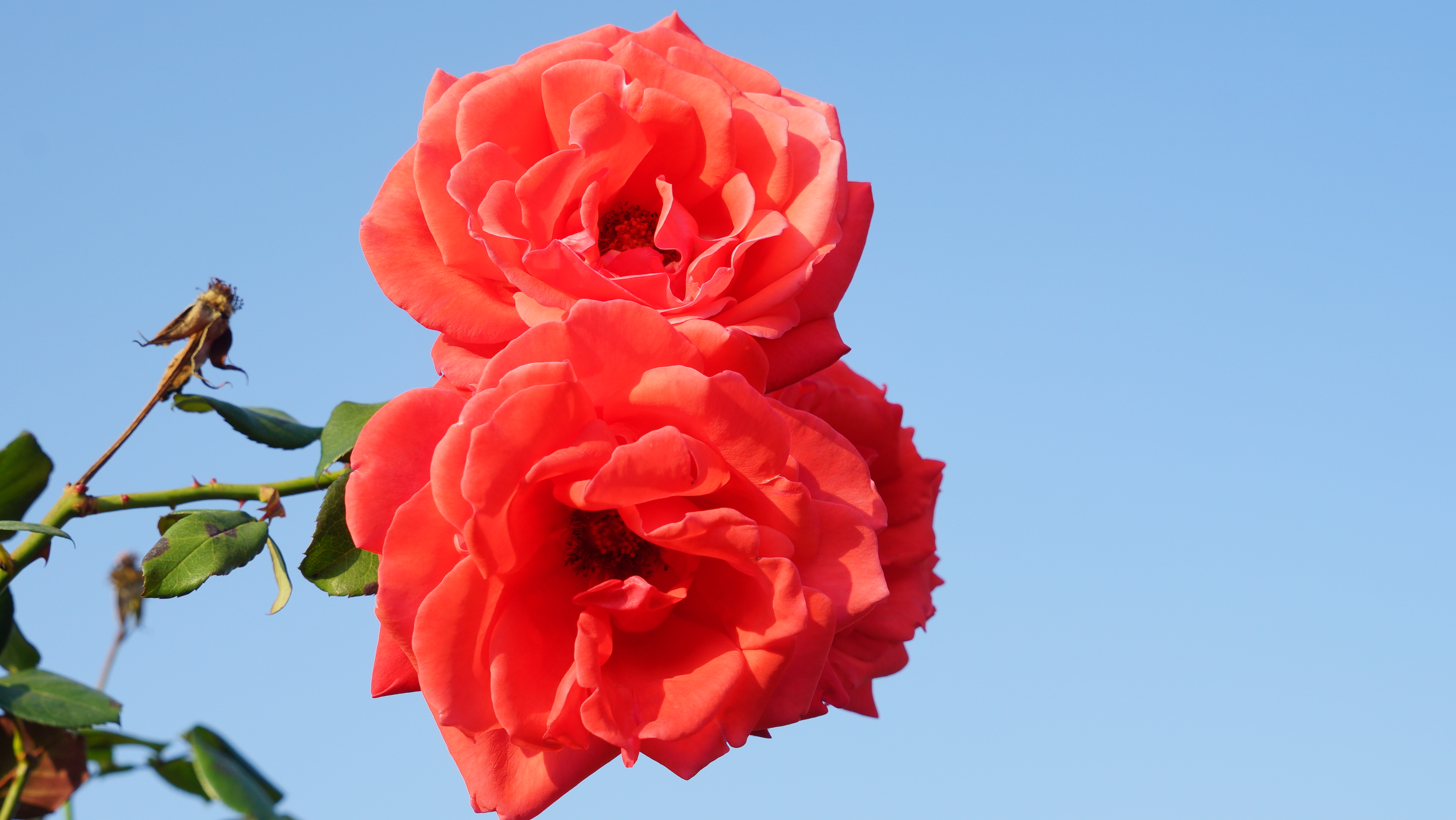 最美的玫瑰花图片花海图片