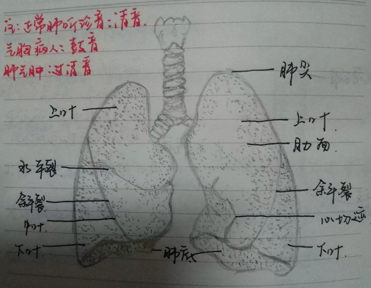 肺怎么画素描图片