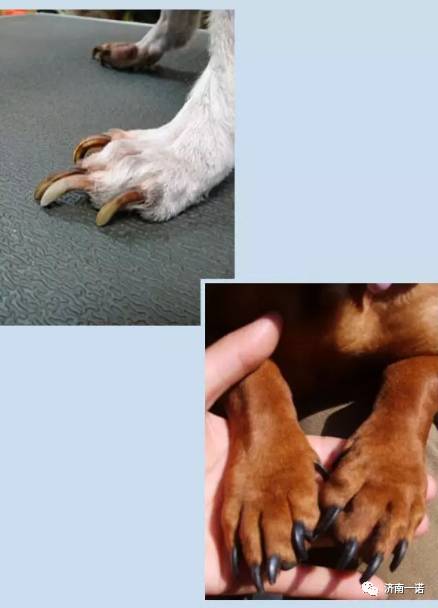 狗狗指甲的颜色如果是半透明的,能在明亮光线下观察到血线的,宠主修剪