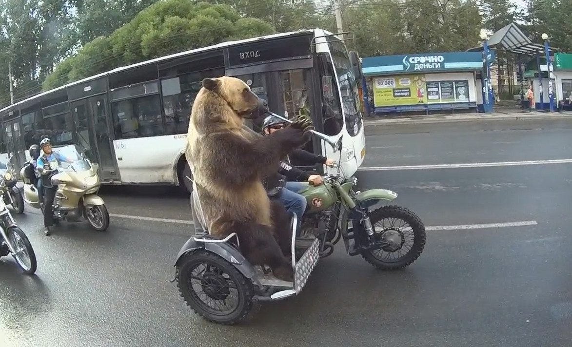 近日在一条拥堵的俄罗斯公路上上演了惊人一幕:一头毛茸茸的棕熊像人