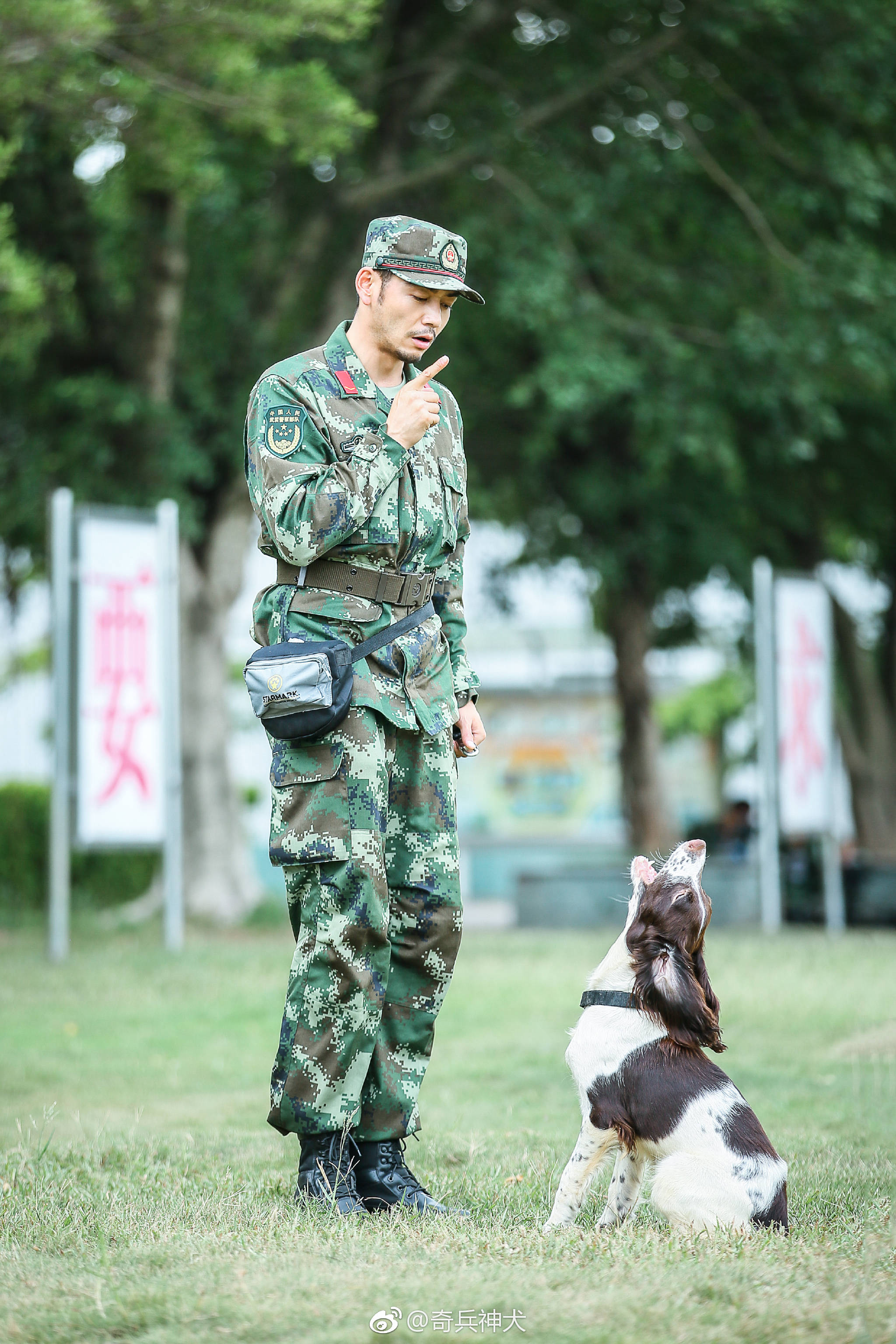 奇兵神犬都乐现状图片