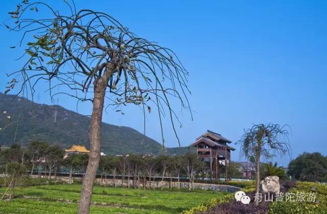 干施岙景点介绍图片