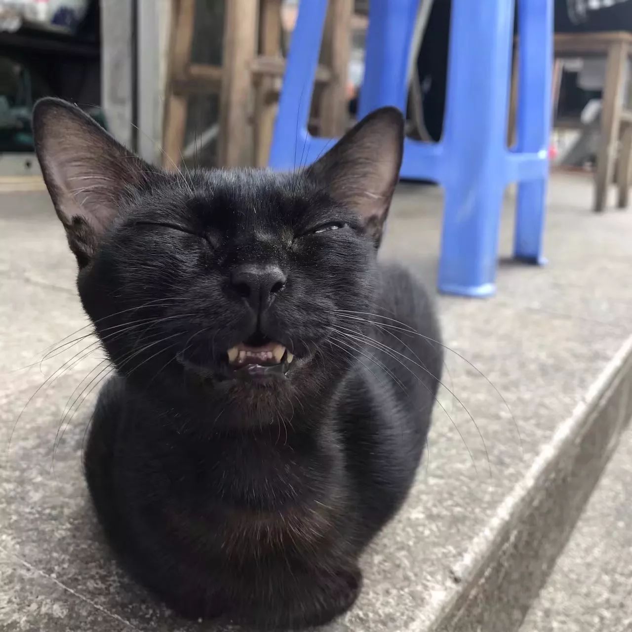 表情包沙雕黑猫图片