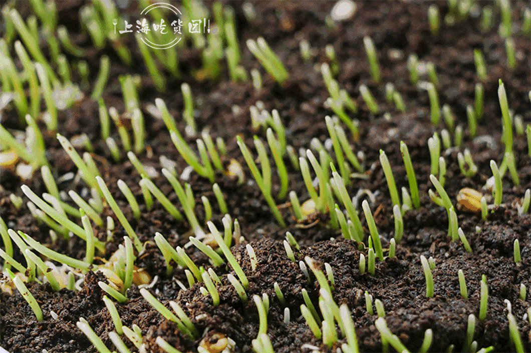 小草发芽动态图图片