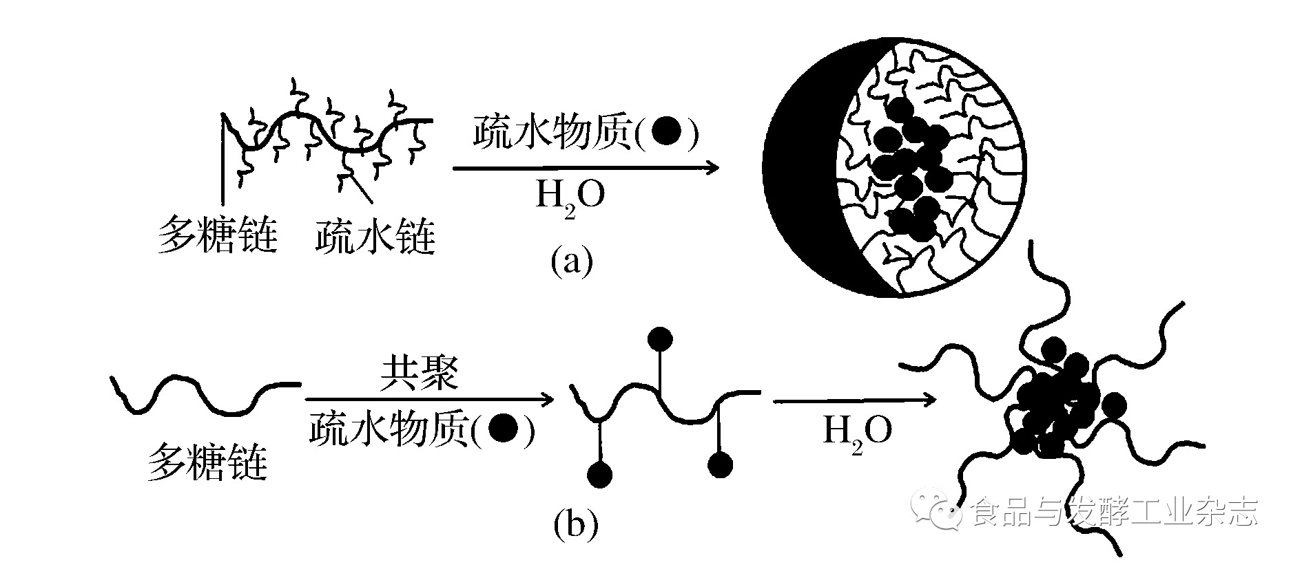 两亲性多糖基胶束对疏水性物质的增溶方式主要分为2种,一种是多糖基