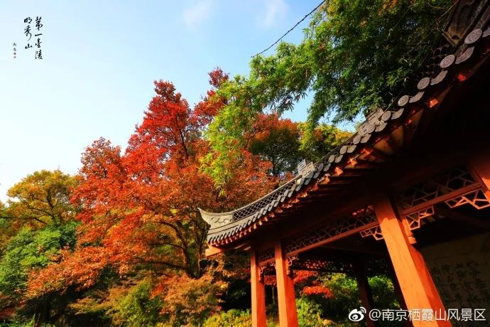 据@南京栖霞山风景区 经过连续的降温和雨水的洗礼 栖霞山的色叶