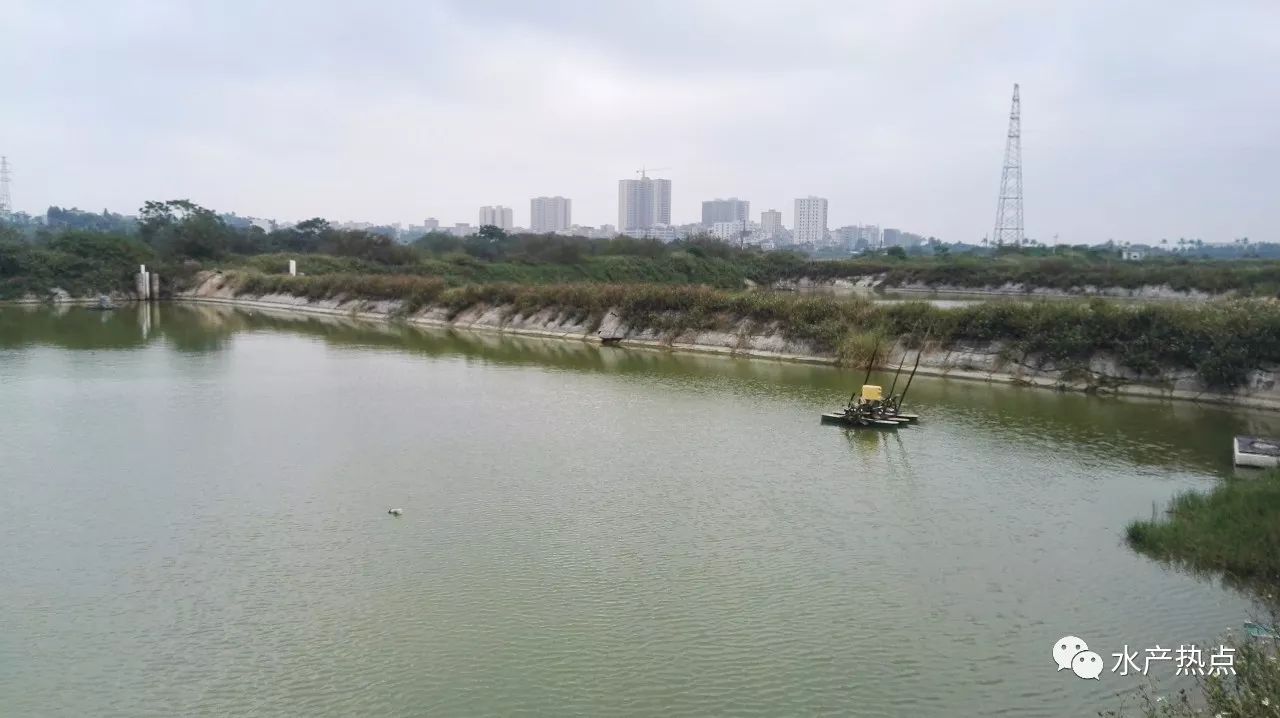 水產地理走進湛江市坡頭區養殖面積縮減5000畝蝦塘轉魚塘精養轉混養