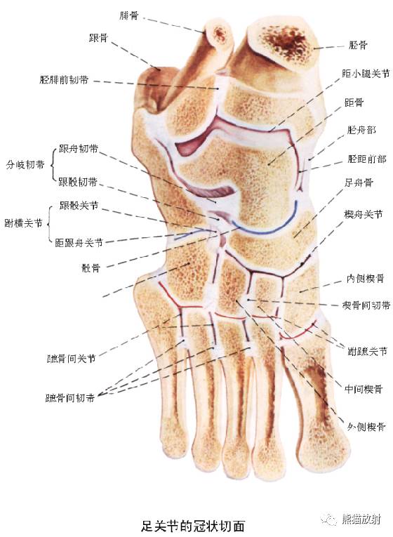 踝关节滑囊解剖图片