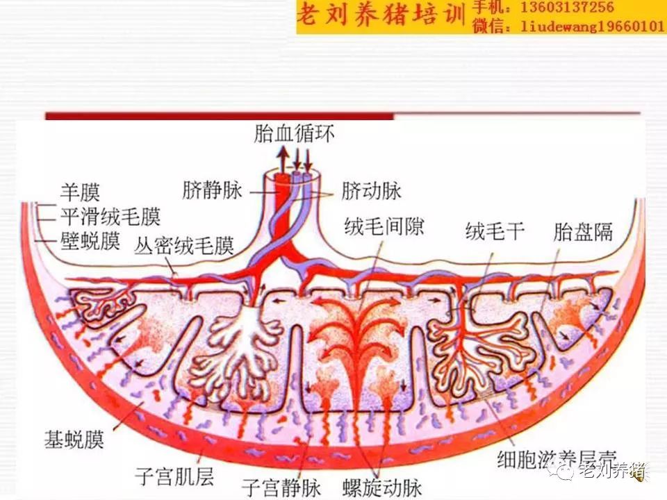 胎盘屏障图片