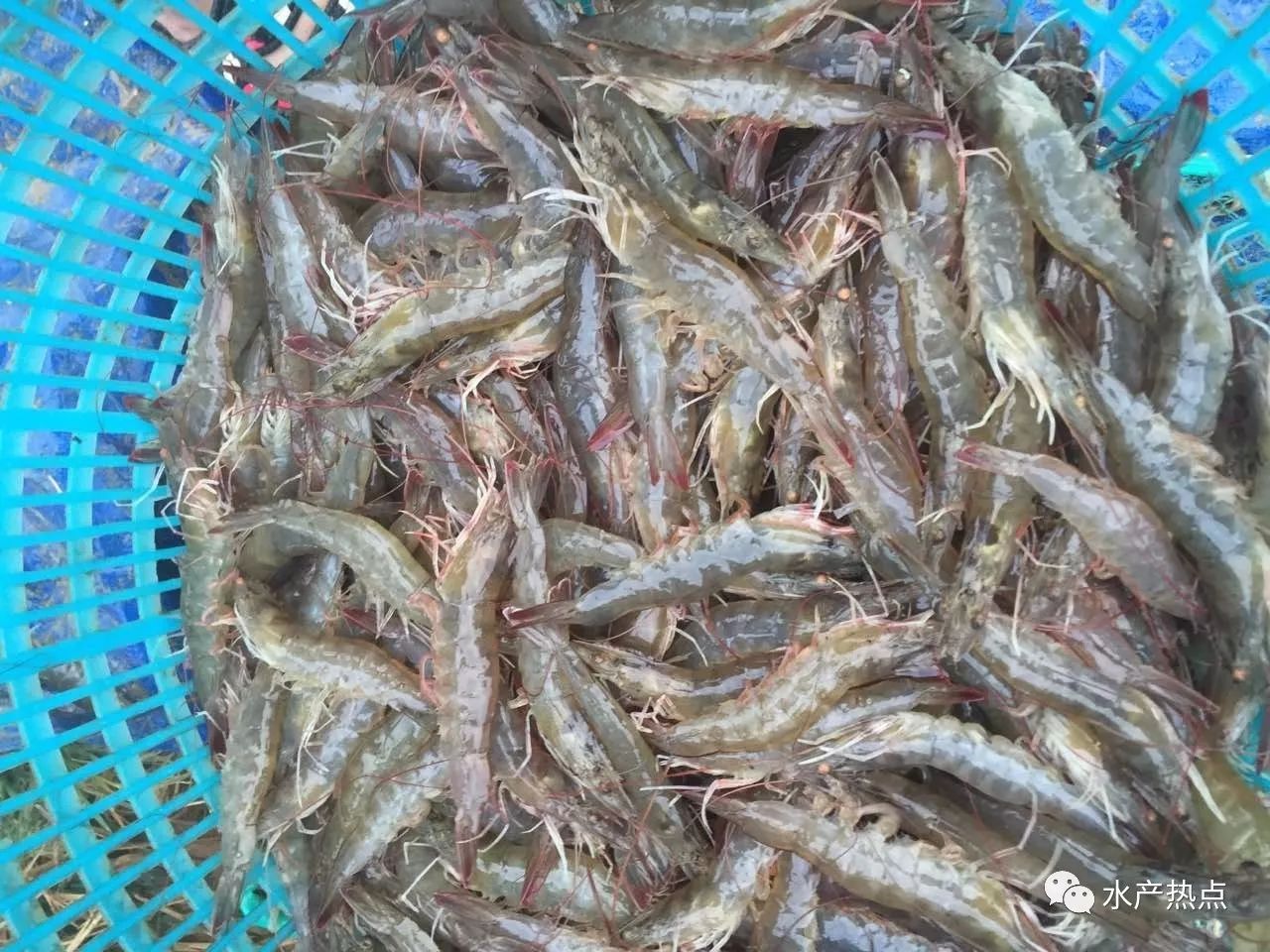 水產地理走進湛江市坡頭區養殖面積縮減5000畝蝦塘轉魚塘精養轉混養