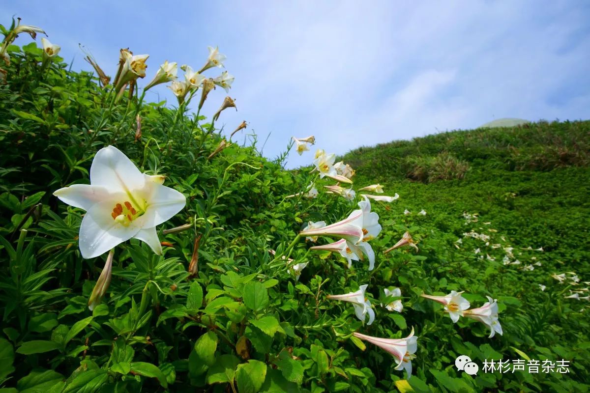 就算你留戀開放在水中 嬌豔的水仙,別忘了山谷裡寂寞的角落裡野百合