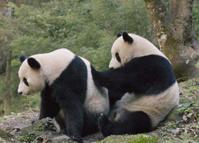 大熊猫生活在哪里？大熊猫是熊还是猫？插图2