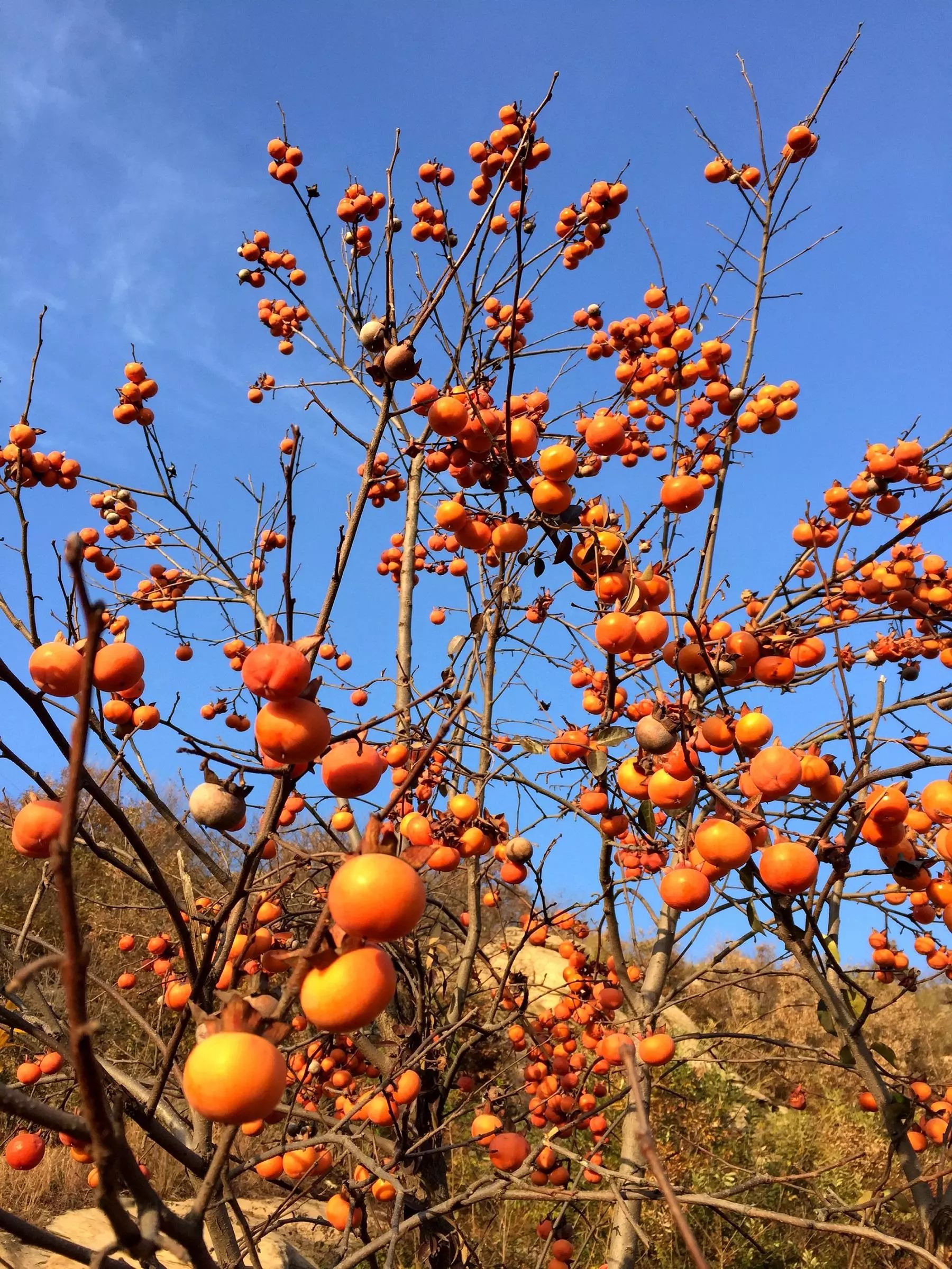 漫山遍野的野生柿子樹紅紅黃黃,真漂亮嘗一個,有點澀帶幾個回家,曬曬