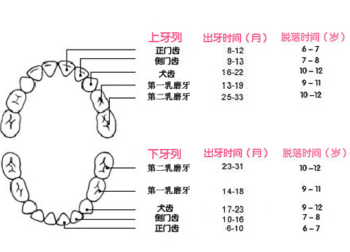 误区乳磨牙会被第一二磨牙替换