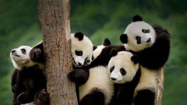 大熊猫生活在哪里？大熊猫是熊还是猫？插图4