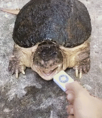 乌龟gif动态图片图片