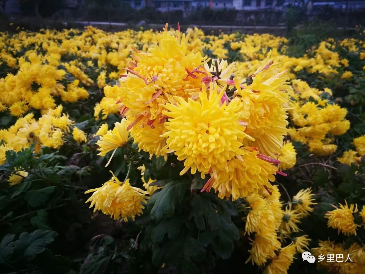 採菊東籬下悠然見南山這裡有一大片菊花園