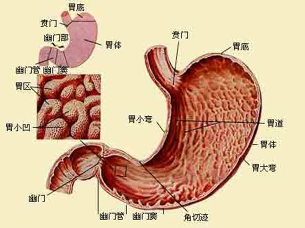 胃角位置图片图片