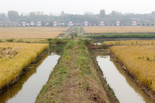 南京市江寧區湯山生態型高標準農田建設項目