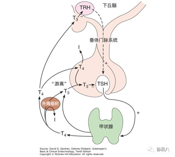 下丘脑垂体甲状腺图解图片