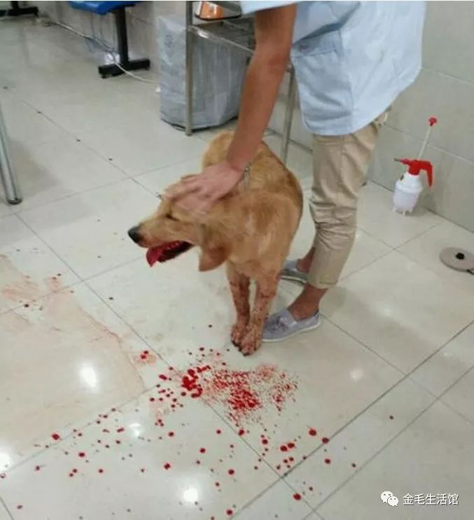 金毛犬突然大吐血地面都被染红了饲主知道原因后很自责