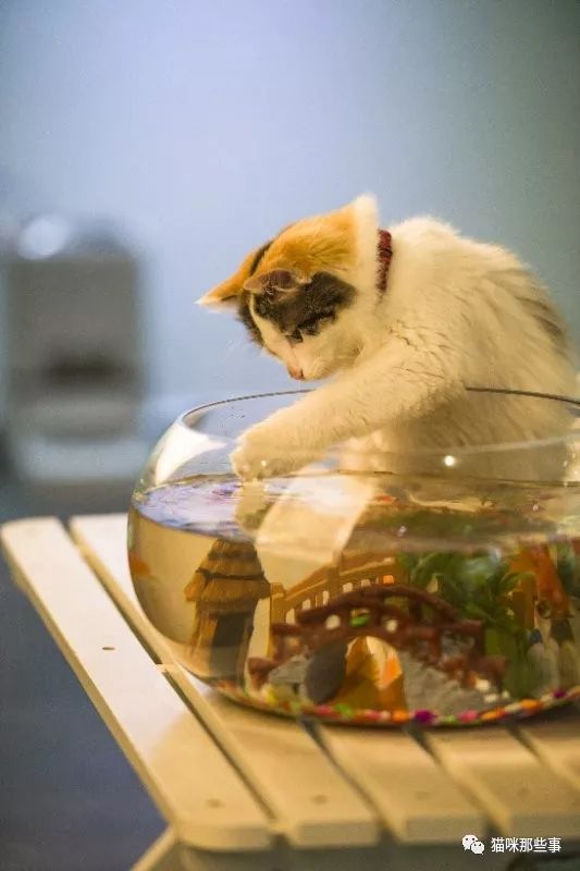 都说猫咪吃鱼,可是这只猫对鱼很暖啊,深藏功与名!