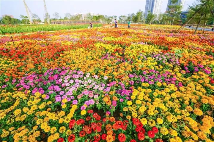 立冬已过 北国大雪纷飞 漳州依然 近日 在人民广场四季花海 有6处长度