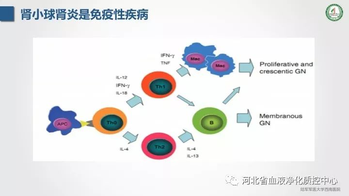 张克勤 教授:免疫抑制剂与肾脏疾病