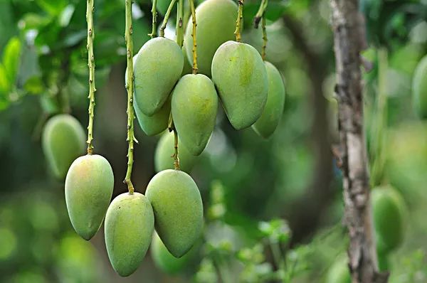 別異想天開,種植芒果盆栽忽略了這一步,養100年都不會開花結果!