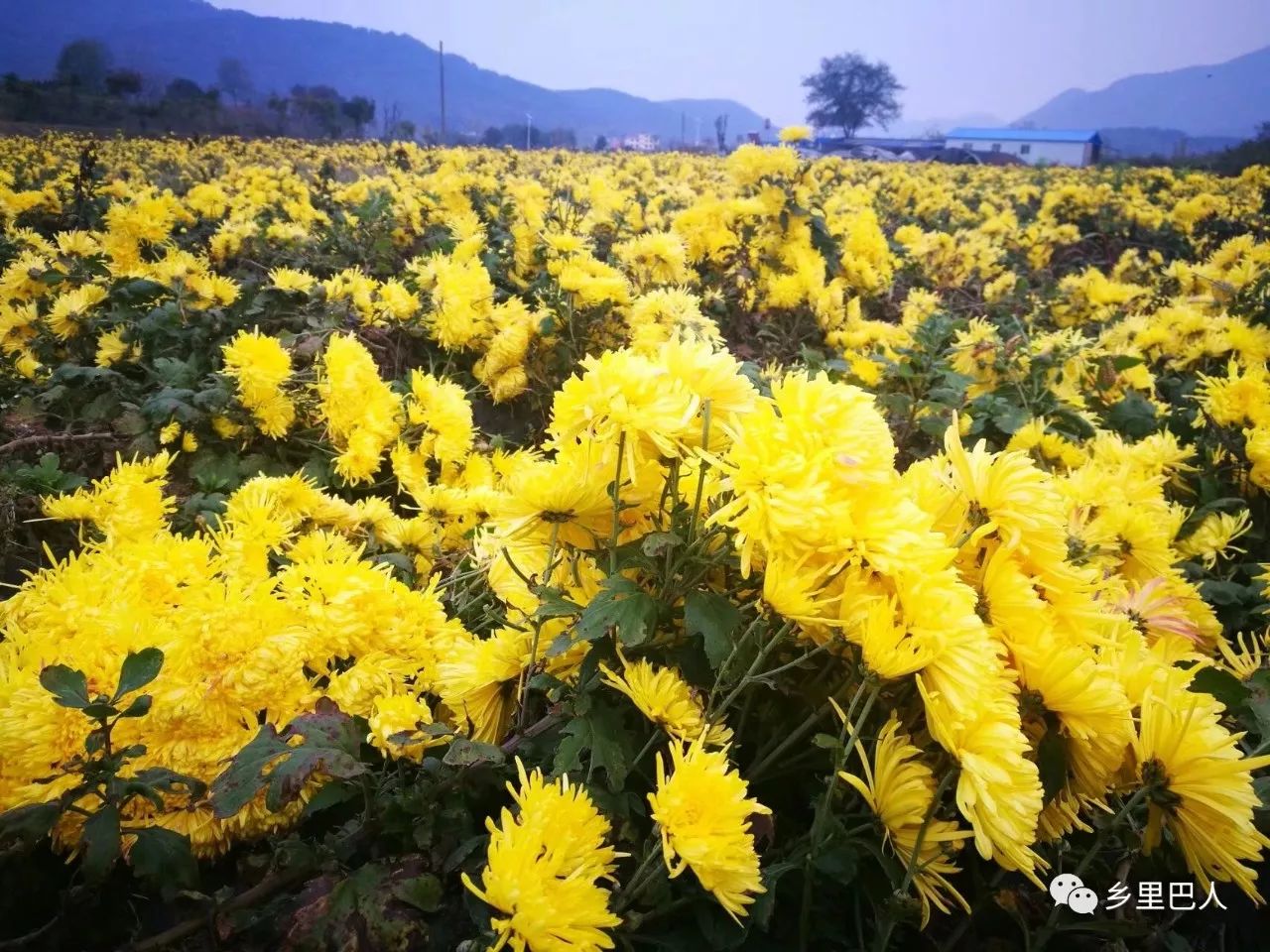 採菊東籬下悠然見南山這裡有一大片菊花園