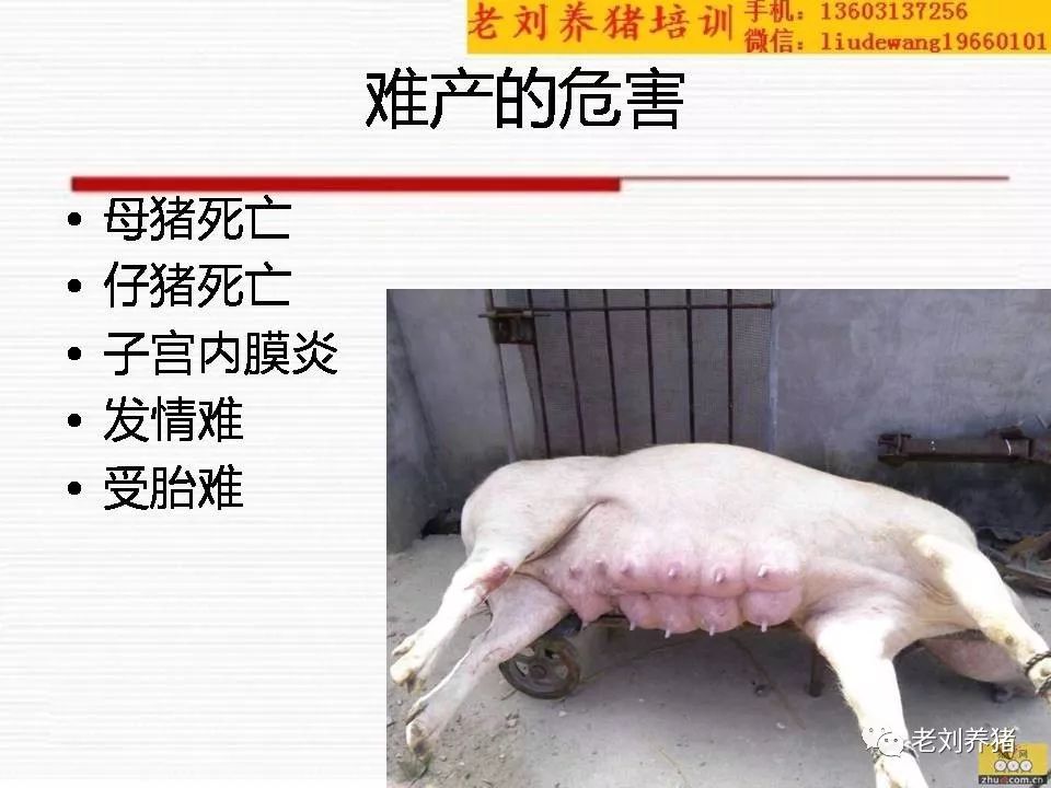 母猪难产死亡图片