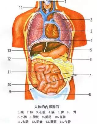 女性腹部器官分布图图片