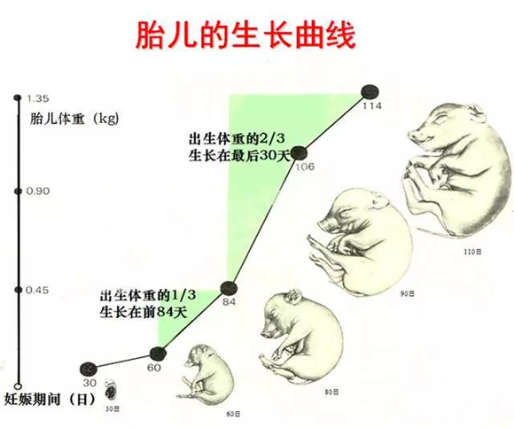 妊娠母猪使用妊娠料即可满足其和胎儿的营养需要,禁止妊娠后期即84天